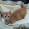 TOOTSIE